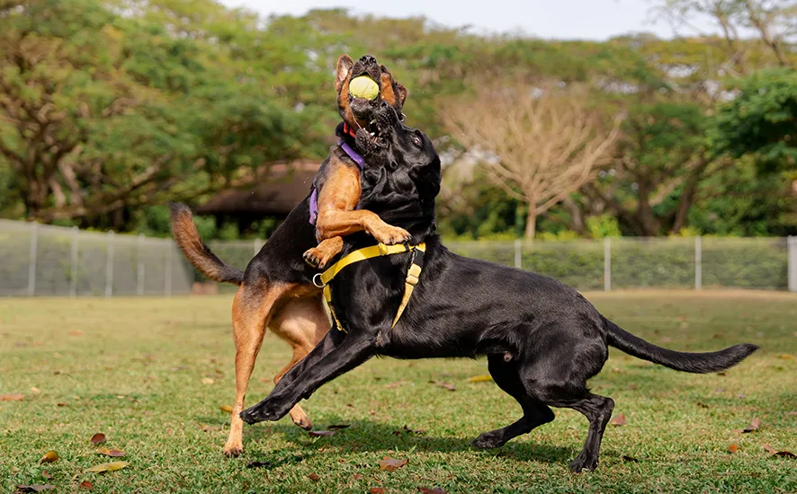 K9 kampong five common dog socialisation mistake