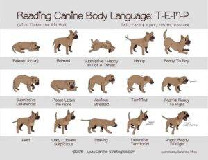 Canine Body Language Chart
