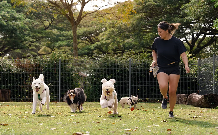 K9 kampong 10 tips for a fruitful dog run visit
