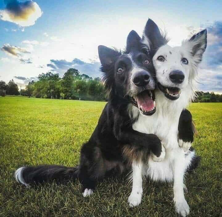 do dogs hug each other