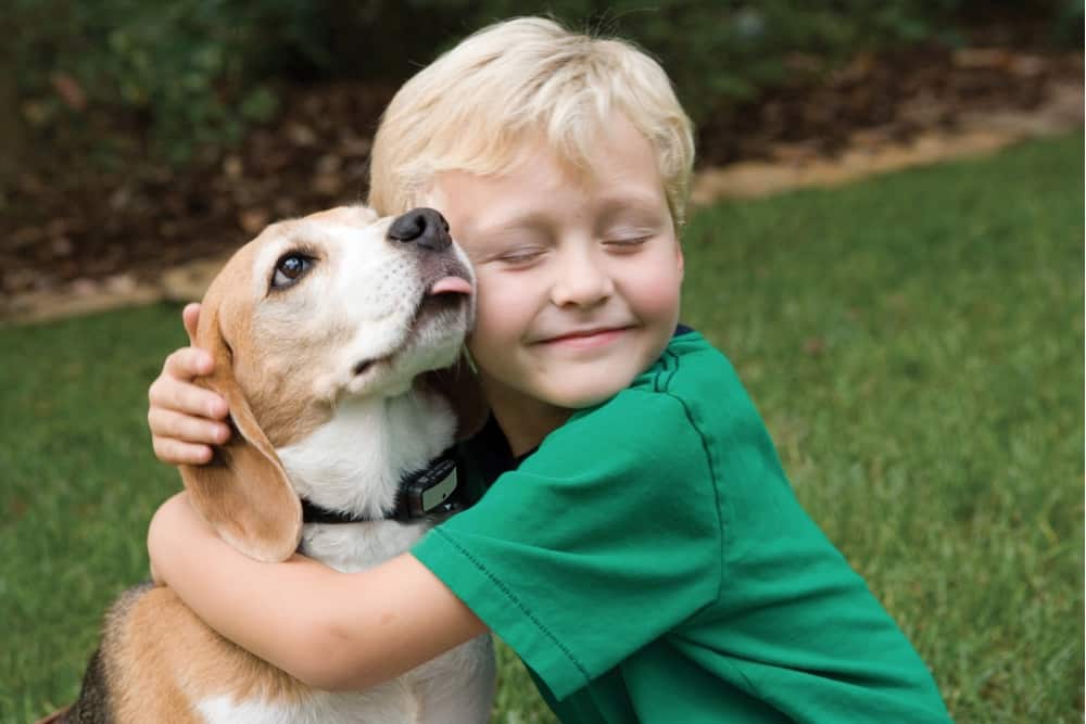 dog hugging pillow