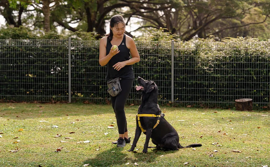 K9 kampong avs accredited dog trainer 01