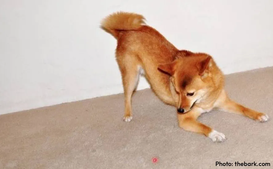 K9 kampong laser pointers are bad for dogs cover
