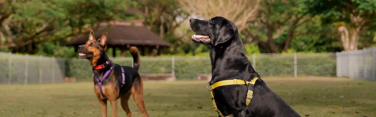 K9 kampong contact us masthead
