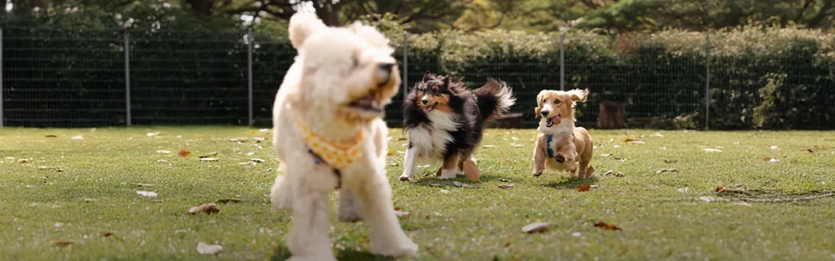 K9kampong puppy start it right featured image